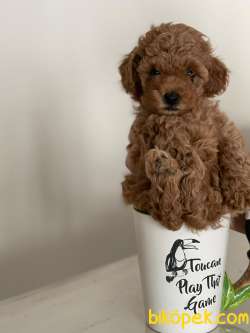 1.sınıf Redbrawn Toypoodle Anne Altından Yavrular 1