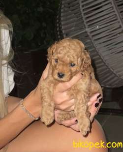 1.sınıf Redbrawn Toypoodle Anne Altından Yavrular 5