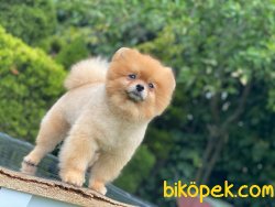 1 Yaş Teddybear Pomeranianboo 2