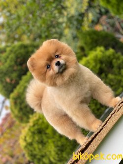 1 Yaş Teddybear Pomeranianboo 3