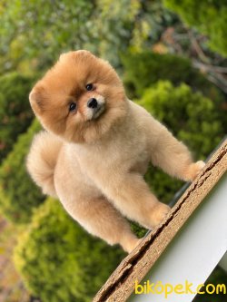 1 Yaş Teddybear Pomeranianboo 1