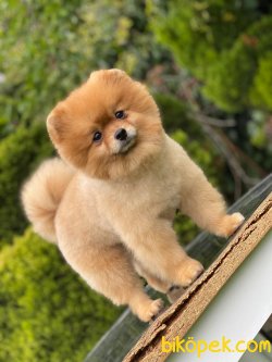 1 Yaş Teddybear Pomeranianboo 4