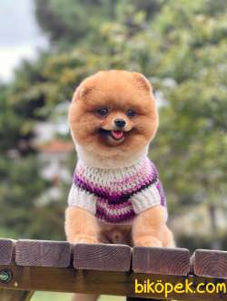 1 Yaş Yetişkin Pomeranian Oğlum 3