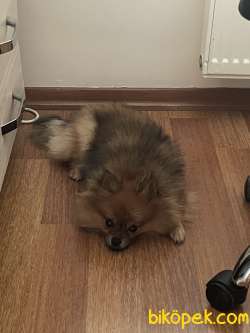 1 Yaşında Bebek Gibi Pomerian 1