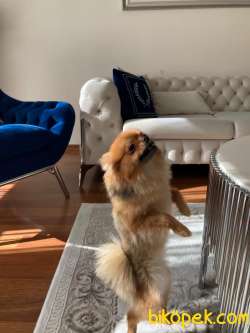 1 Yaşında Bebek Gibi Pomerian 2