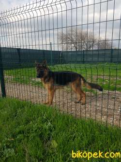 1 Yaşında Dişi Alman Çoban Köpeği 4