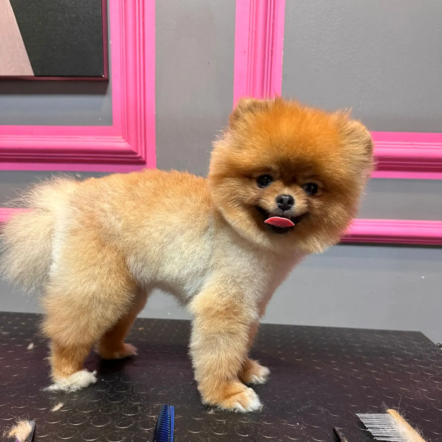 1 Yaşında Dişi Pomeranian BOO Yavrumuz 2