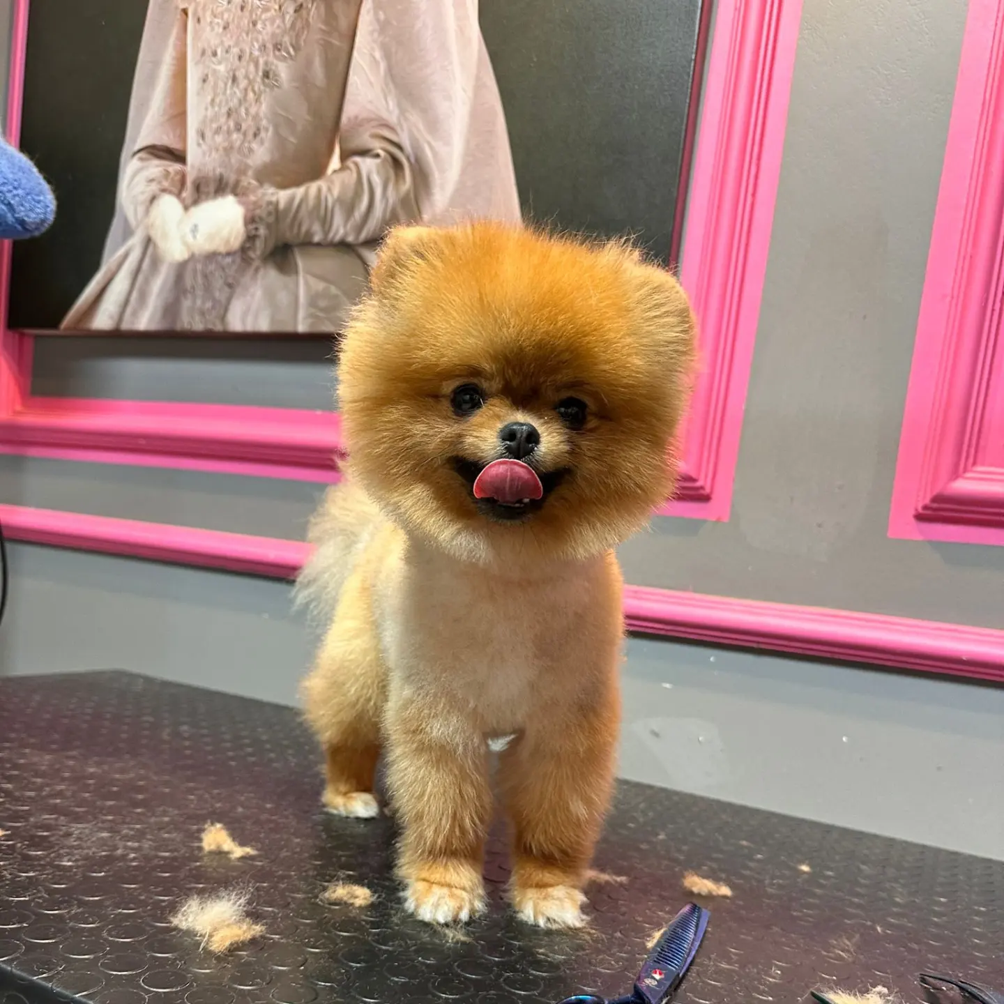1 Yaşında Dişi Pomeranian BOO Yavrumuz 4