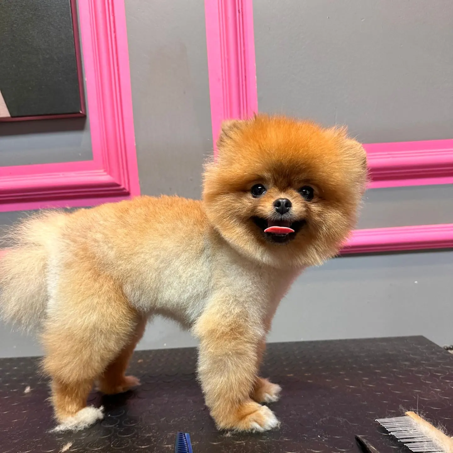 1 Yaşında Dişi Pomeranian BOO Yavrumuz 1