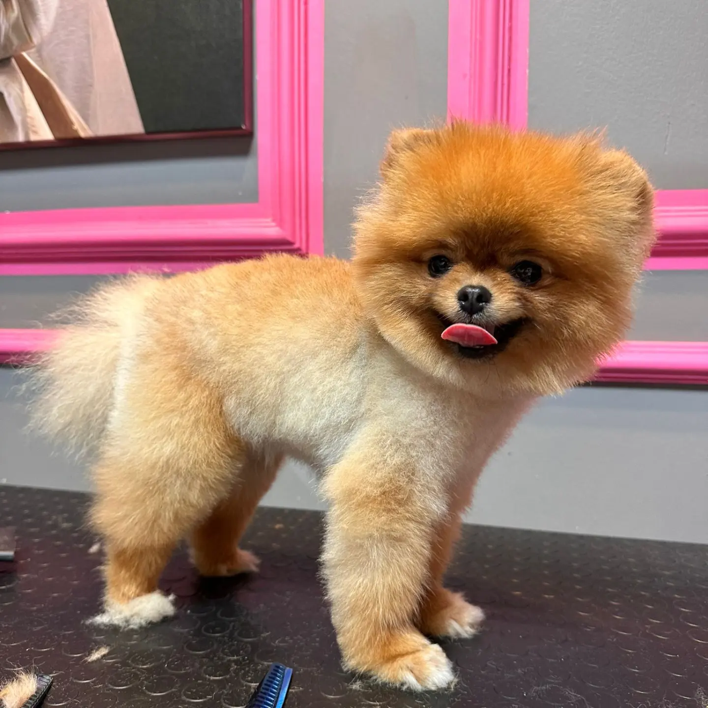1 Yaşında Dişi Pomeranian BOO Yavrumuz 3