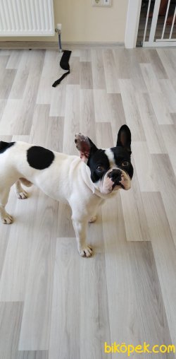 1 YAŞINDA EĞİTİMLİ ERKEK FRENCH BULLDOG 3