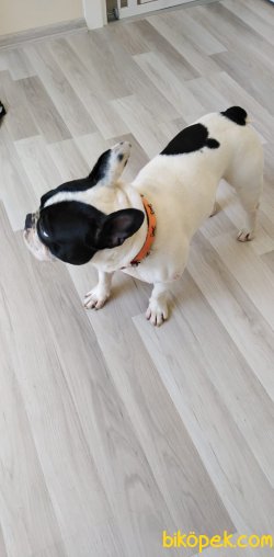1 YAŞINDA EĞİTİMLİ ERKEK FRENCH BULLDOG 2