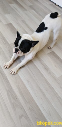 1 YAŞINDA EĞİTİMLİ ERKEK FRENCH BULLDOG 1