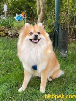 1 Yaşında Eğitimli Erkek Pomeranian 3