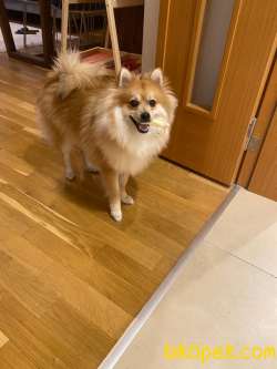1 Yaşında Eğitimli Erkek Pomeranian 2