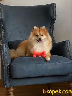 1 Yaşında Eğitimli Erkek Pomeranian 1