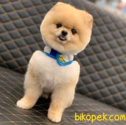 1 Yaşında Erkek Pomeranian BOO Yavrumuz 3