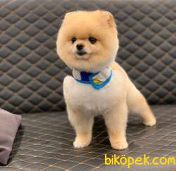 1 Yaşında Erkek Pomeranian BOO Yavrumuz 2