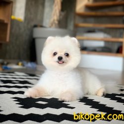 1 Yaşında Erkek Scr Sertifikalı Boo Oğlumuz 3
