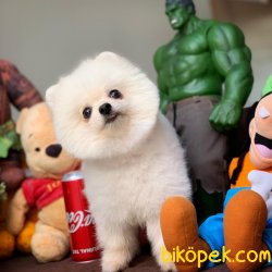 1 Yaşında Erkek Scr Sertifikalı Boo Oğlumuz 2