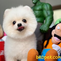 1 Yaşında Erkek Scr Sertifikalı Boo Oğlumuz 5