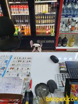 1 Yaşında French Buldog 3