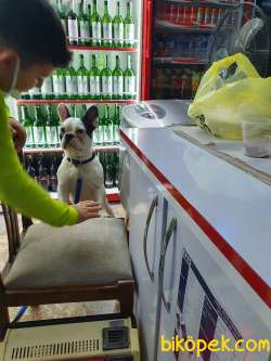 1 Yaşında French Buldog 1