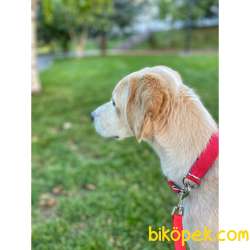 1 Yaşında Labrador/beagle Kırması Erkek 5