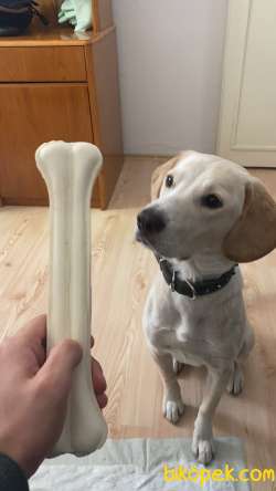 1 Yaşında Labrador/beagle Kırması Erkek 2