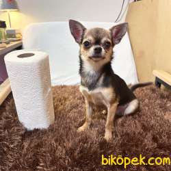 1 Yaşında Mini Boy Erkek Şivava Chihuahua 3
