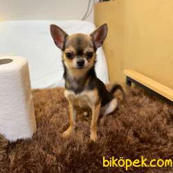 1 Yaşında Mini Boy Erkek Şivava Chihuahua 2