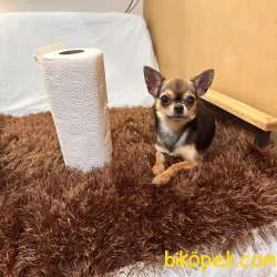 1 Yaşında Mini Boy Erkek Şivava Chihuahua 1