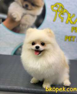1 Yaşında Muhteşem Teacup Pomeranian Boo (1,5 Kg) 3