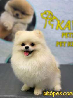 1 Yaşında Muhteşem Teacup Pomeranian Boo (1,5 Kg) 2