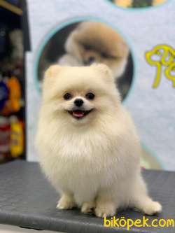 1 Yaşında Muhteşem Teacup Pomeranian Boo (1,5 Kg) 4