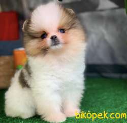 1 Yaşında Pomeranian Boo Tea Cup Particolor 2