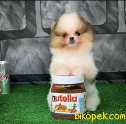 1 Yaşında Pomeranian Boo Tea Cup Particolor 3