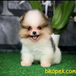 1 Yaşında Pomeranian Boo Tea Cup Particolor 1