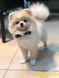 1 Yaşında Pomeranian Gelmiştir. 2