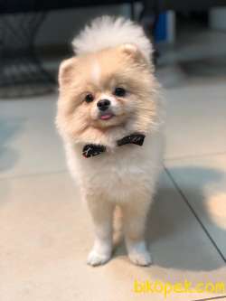 1 Yaşında Pomeranian Gelmiştir. 1