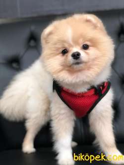 1 Yaşında Pomeranian Gelmiştir. 2