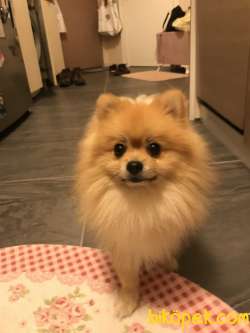 1 Yaşında Pomeranian Yuvasını Arıyor 4