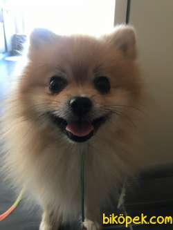 1 Yaşında Pomeranian Yuvasını Arıyor 3