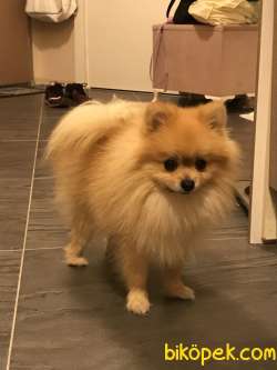 1 Yaşında Pomeranian Yuvasını Arıyor 2