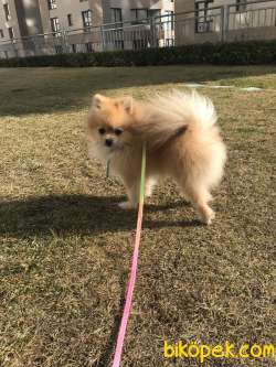 1 Yaşında Pomeranian Yuvasını Arıyor 1