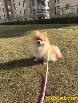 1 Yaşında Pomeranian Yuvasını Arıyor 5
