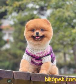 1 Yaşında Yetişkin Pomeranian Yavrumuz 4