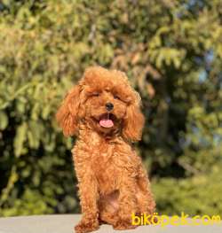 10 AYLIK, 800 GRAM TEACUP DİŞİ POODLE 4