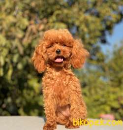 10 AYLIK, 800 GRAM TEACUP DİŞİ POODLE 2
