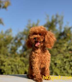 10 AYLIK, 800 GRAM TEACUP DİŞİ POODLE 5